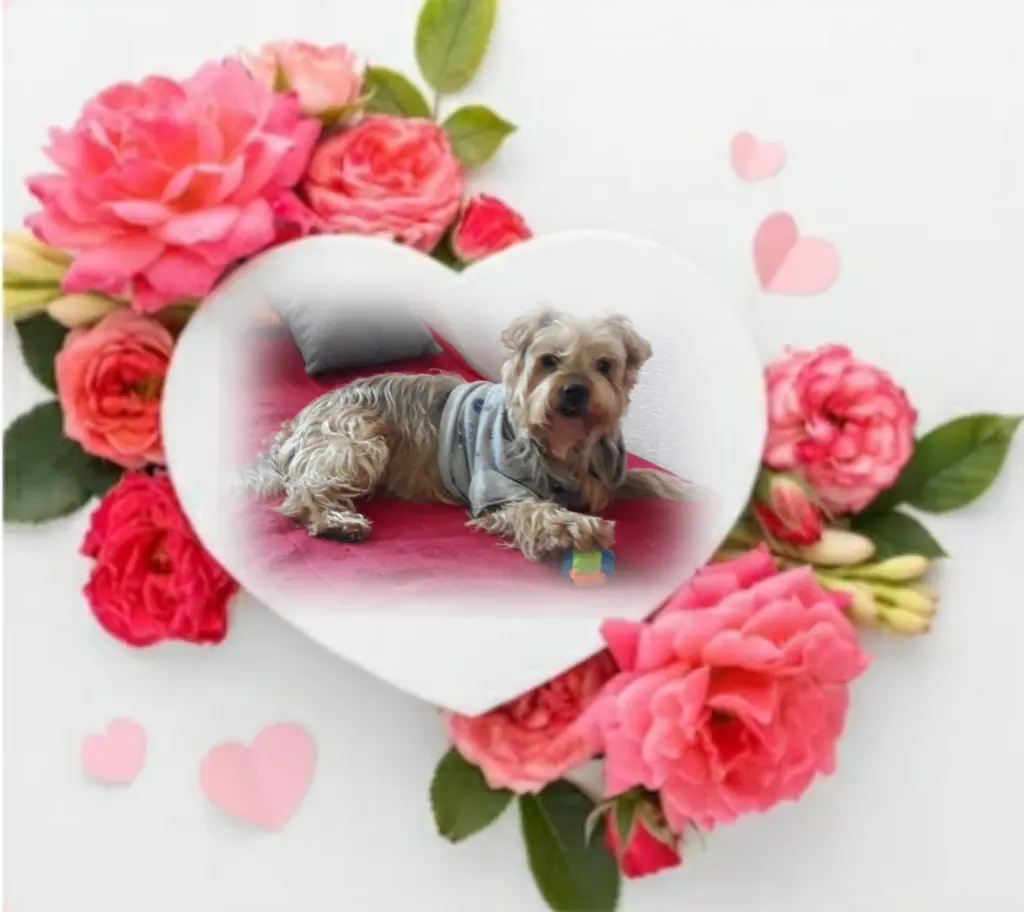 Condolence image of Ewa