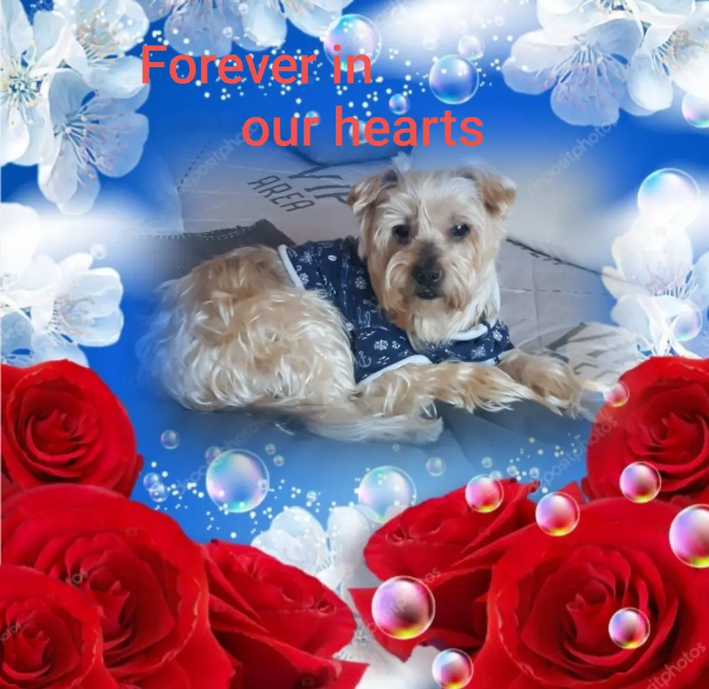 Condolence image of ⭐Gute Nacht Jackuś❤⭐