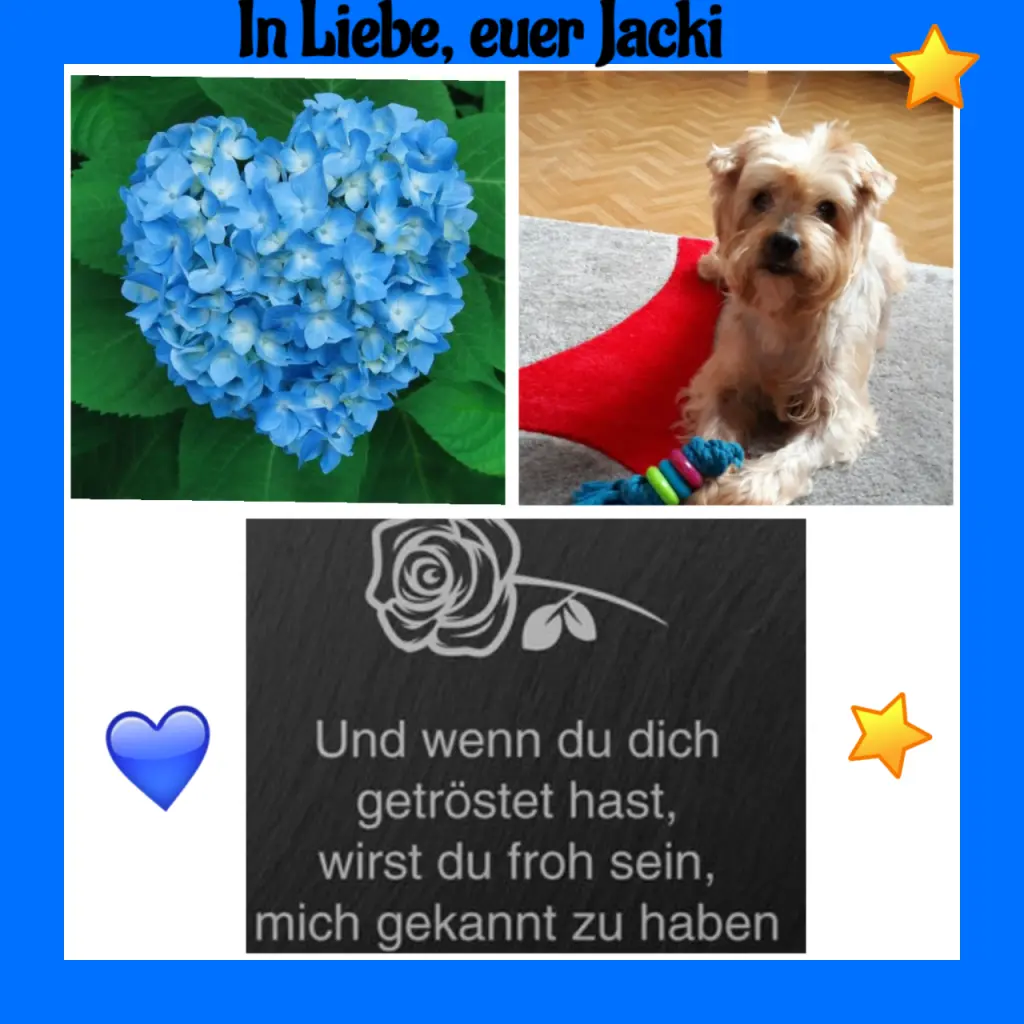 Condolence image of Martina mit Seelenhund Samy ♥️⭐♥️