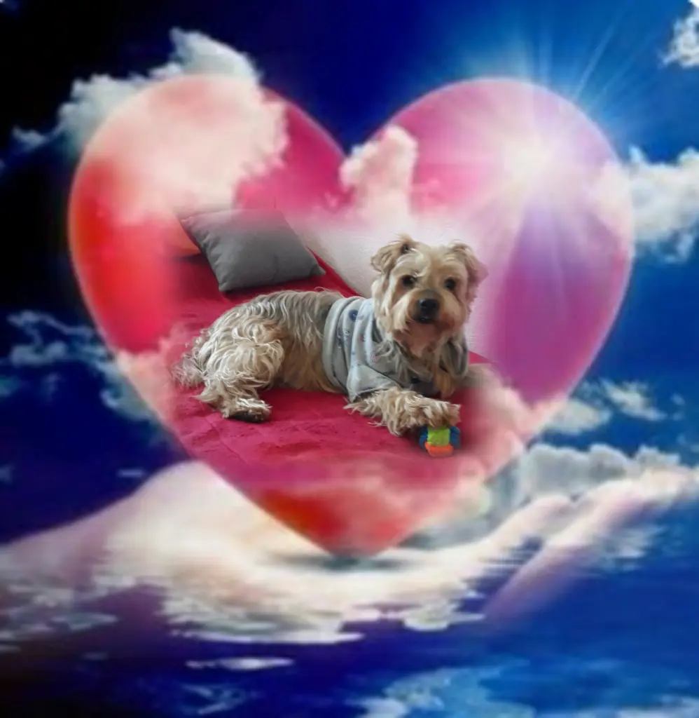 Condolence image of ⭐Gute Nacht Jackuś❤⭐