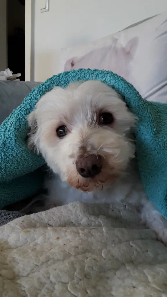 Condolence image of Martina mit Seelenhund Samy ♥️⭐♥️ für immer im Herzen 