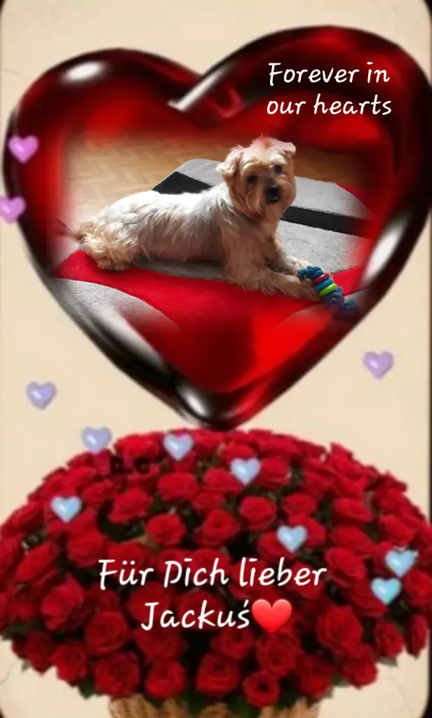 Condolence image of Sonntag, 19 Wochen ...