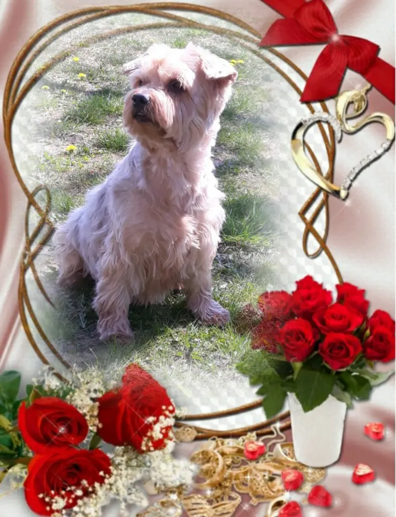 Condolence image of 19 Wochen ohne Dich lieber Jackuś ❤...