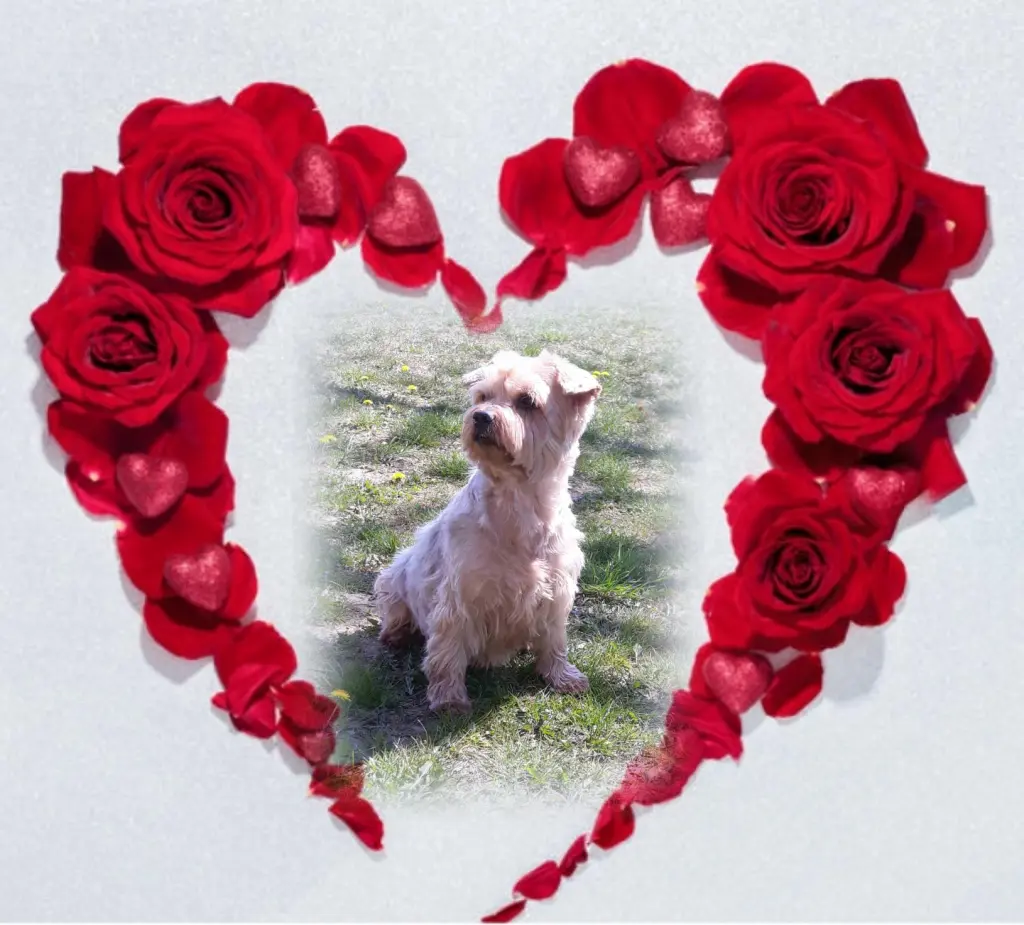 Condolence image of Ewa