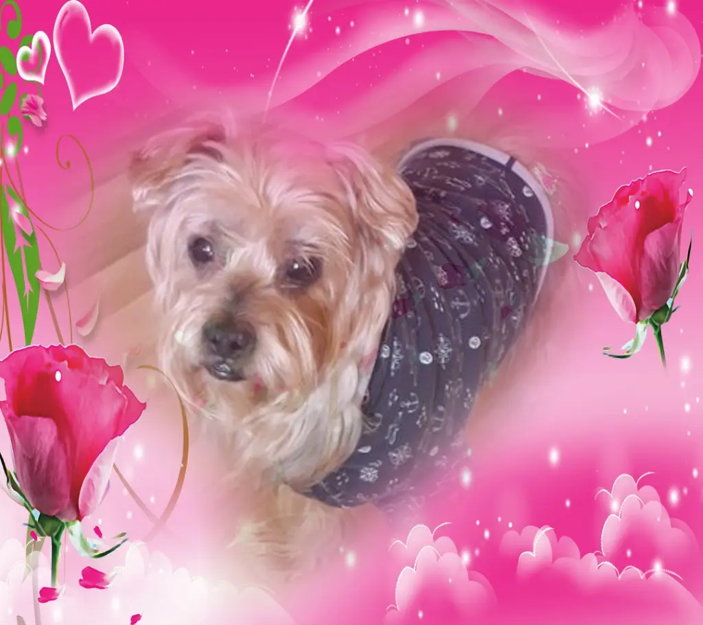 Condolence image of Dobry Wieczór❤️❤️❤️Jackusiu❤️