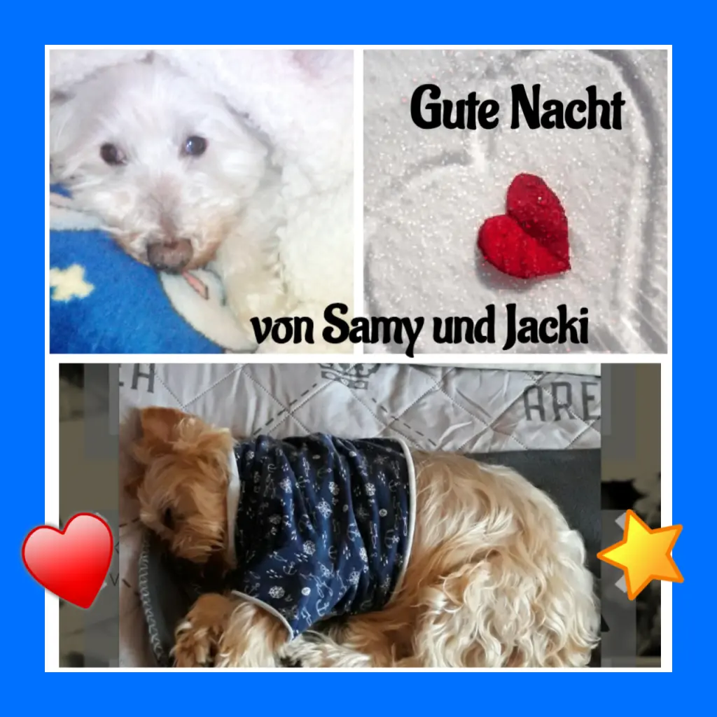 Condolence image of Martina mit Seelenhund Samy ♥️⭐♥️ für immer im Herzen 