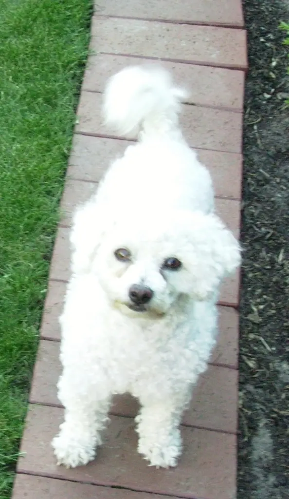 Condolence image of Gaby mit Snowy ❤️