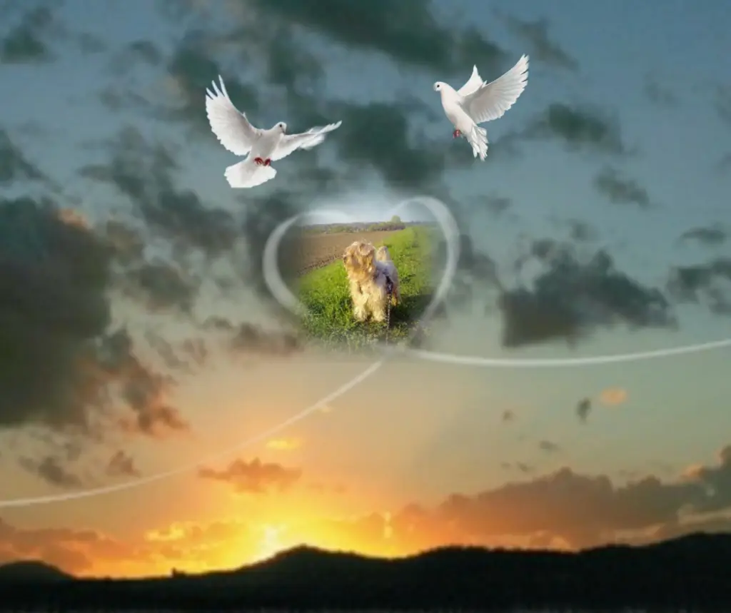 Condolence image of ⭐Gute Nacht Jackuś❤⭐