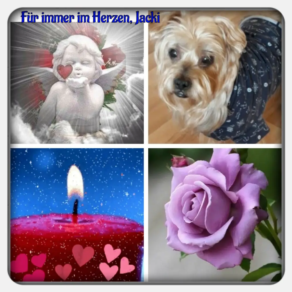 Condolence image of Martina mit Seelenhund Samy ♥️⭐♥️ für immer im Herzen