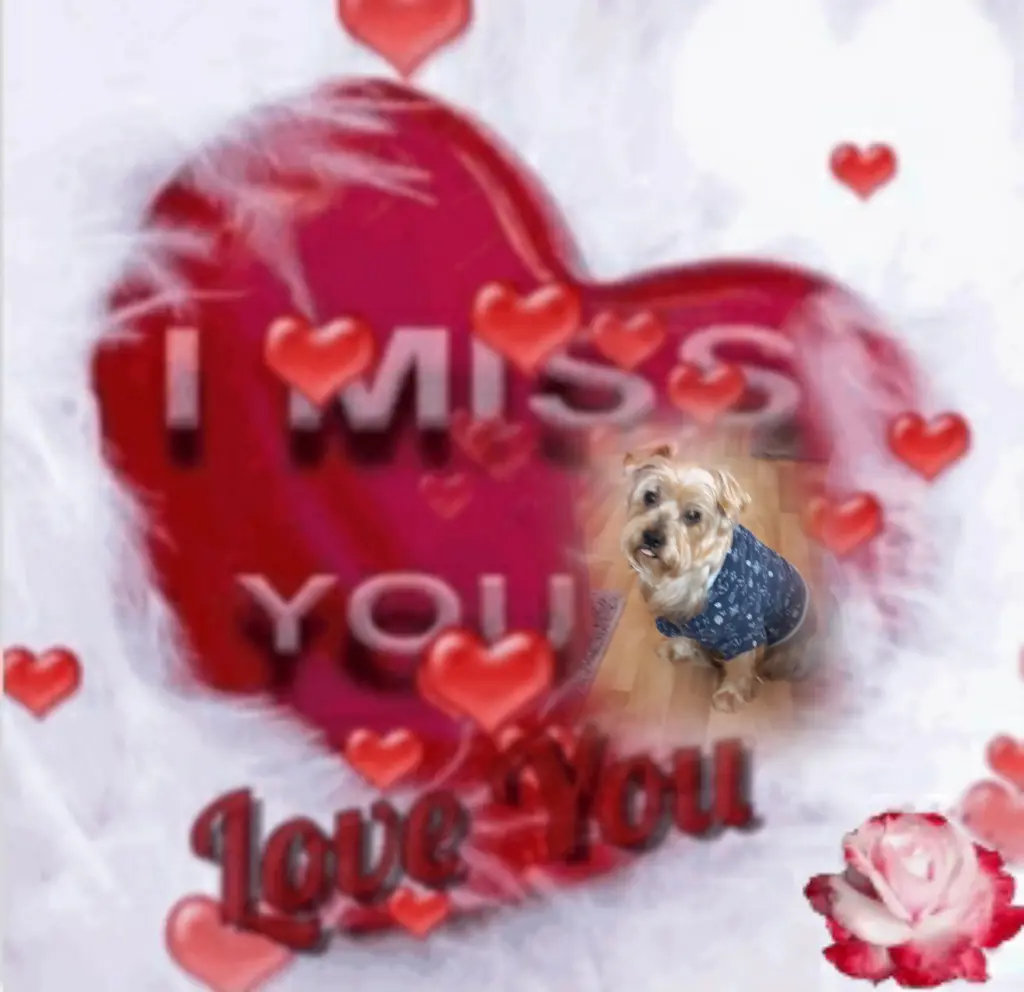 Condolence image of ⭐Gute Nacht Jackuś❤⭐