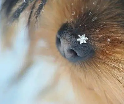 Condolence image of Martina mit Seelenhund Samy ♥️⭐♥️