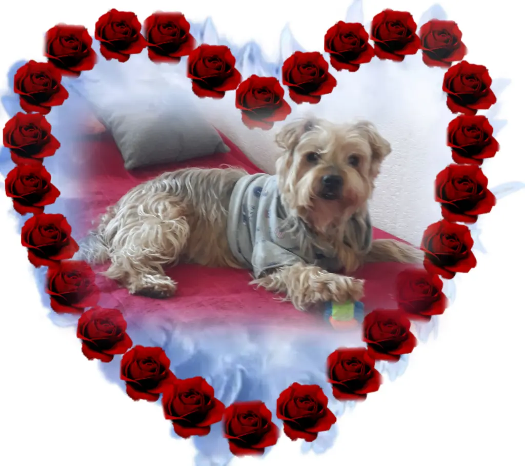 Condolence image of Ewa