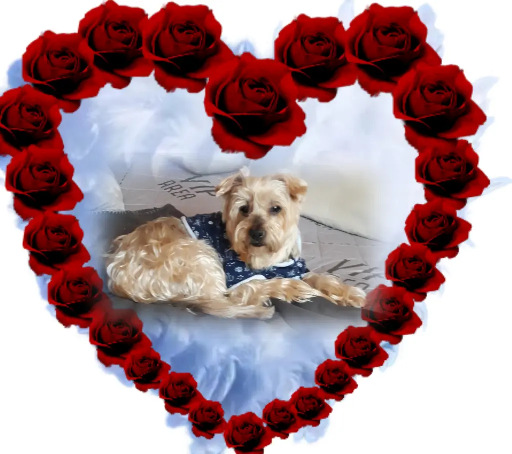 Condolence image of Ewa