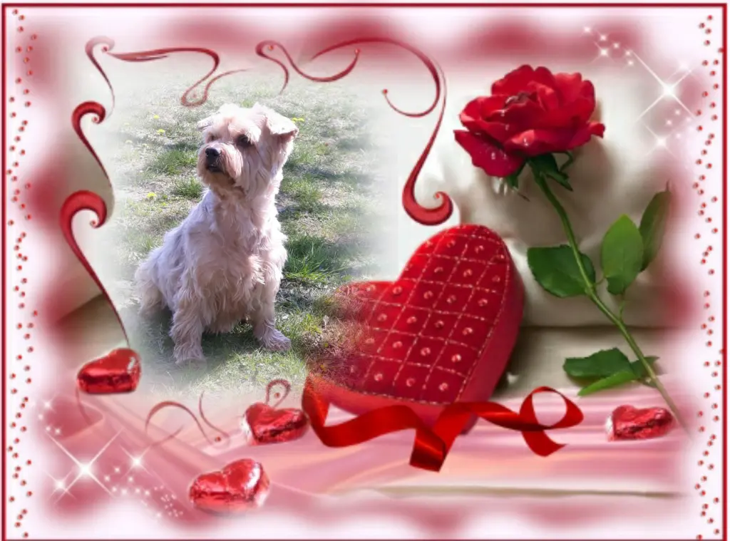 Condolence image of Sonntag...,21 Wochen ohne Dich Jackuś ❤...