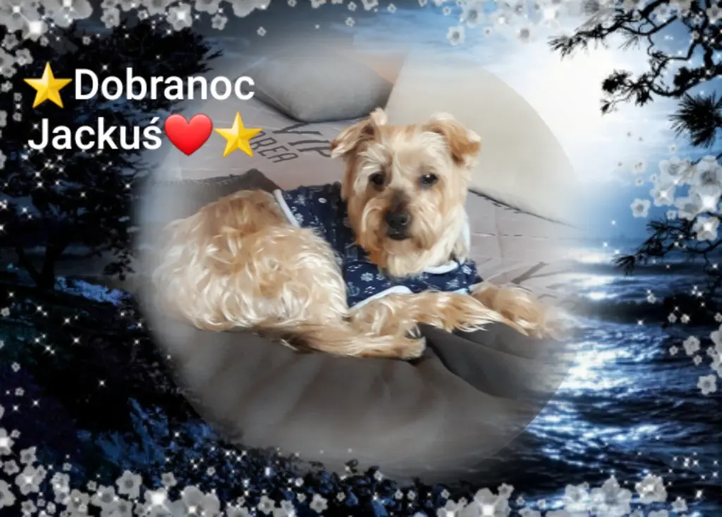 Condolence image of ⭐❤Gute Nacht Jackuś❤⭐