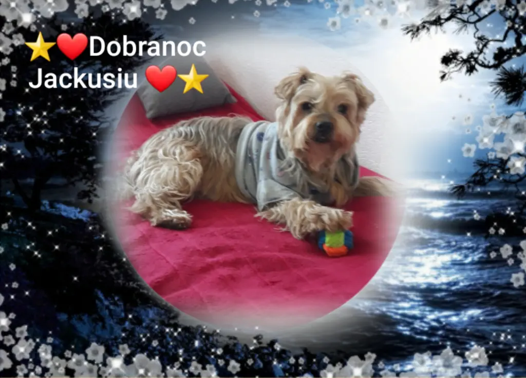 Condolence image of ⭐❤Gute Nacht Jackuś❤⭐