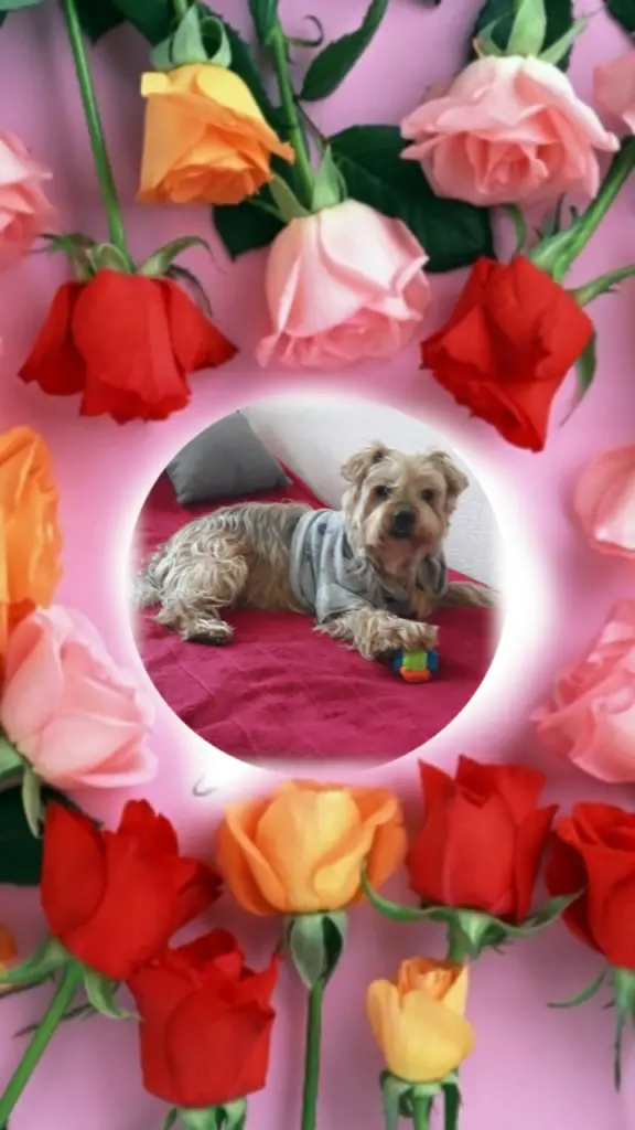 Condolence image of ⭐❤Gute Nacht Jackusiu❤⭐