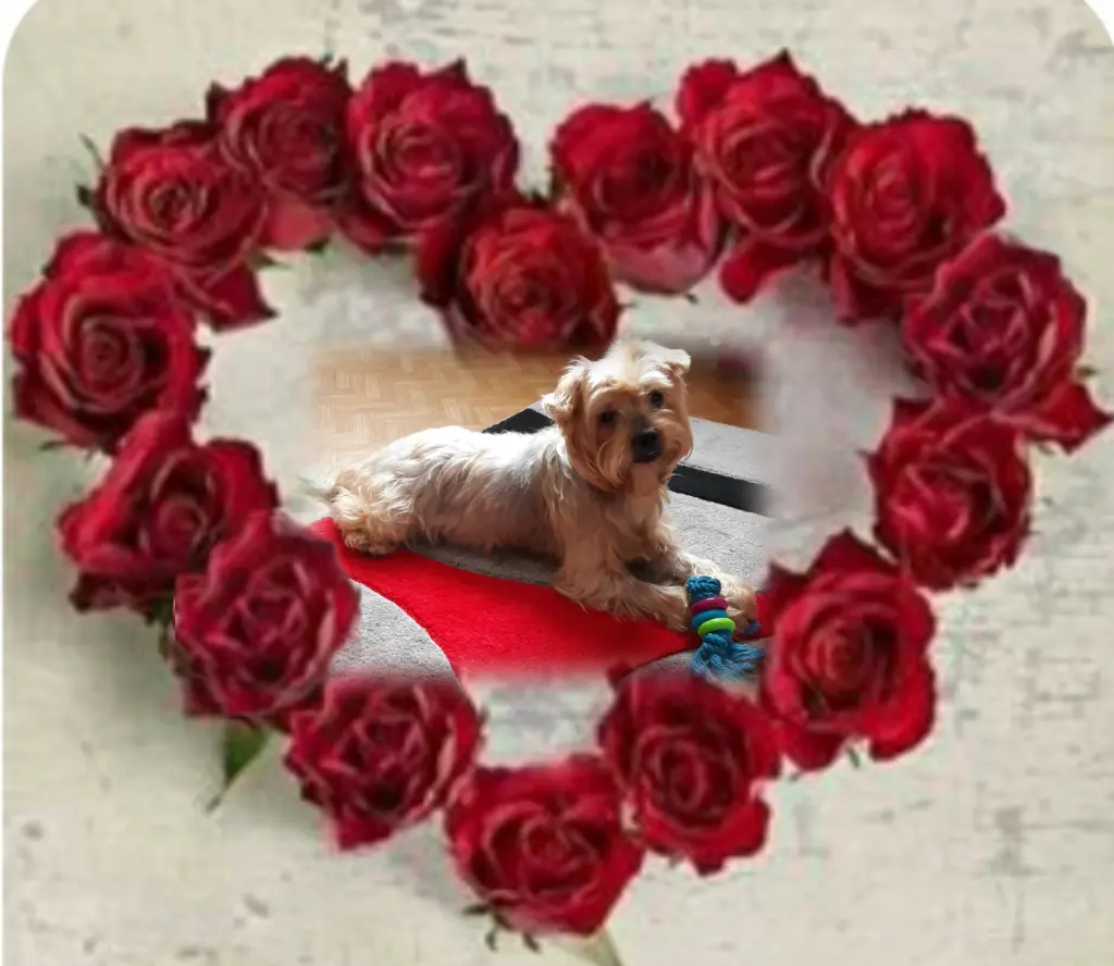 Condolence image of Ewa