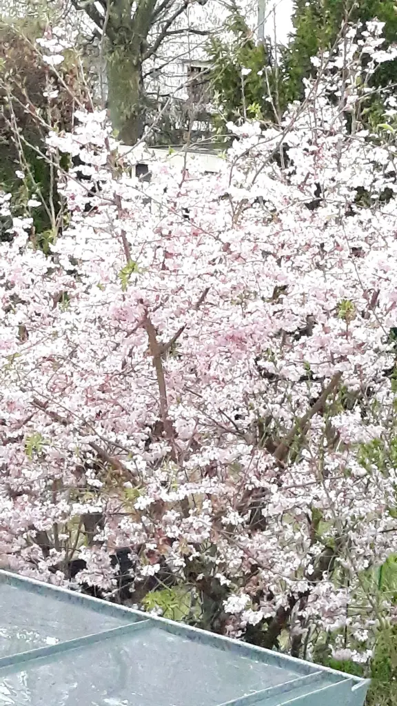 Condolence image of Martina mit Seelenhund Samy ♥️⭐♥️ für immer im Herzen 