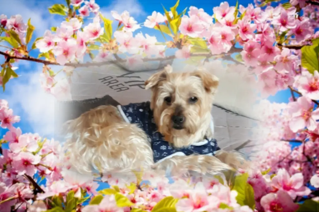 Condolence image of ⭐❤Gute Nacht Jackuś❤⭐