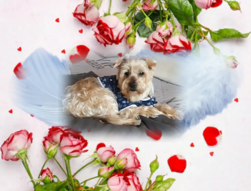 Condolence image of Sonntag..., 22 Wochen ohne Dich Jackuś❤...