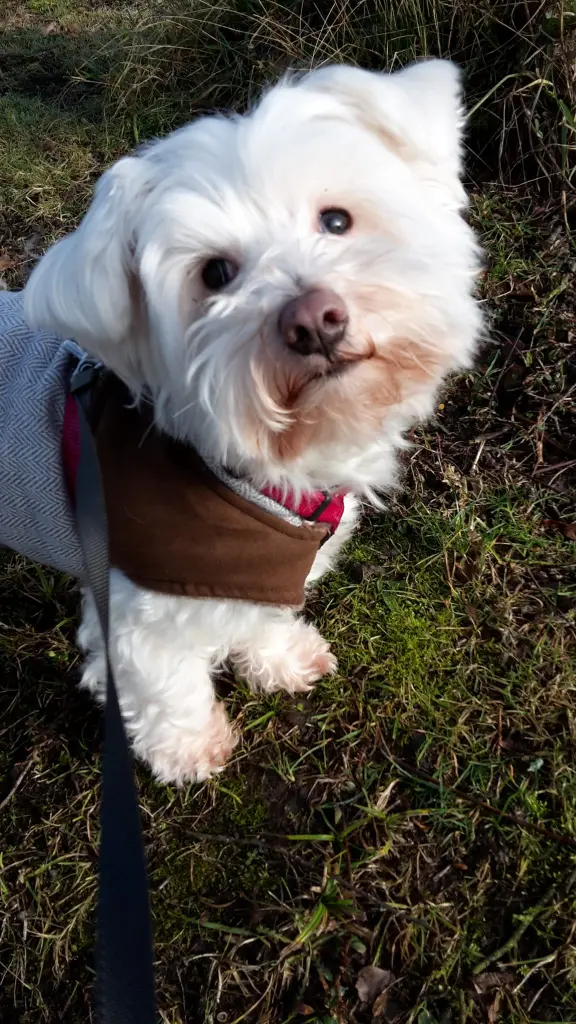 Condolence image of Martina mit Seelenhund Samy ♥️⭐♥️