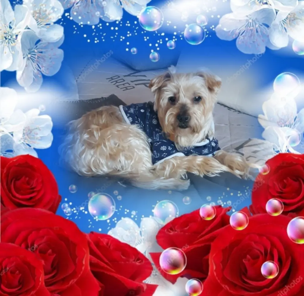 Condolence image of Krzysztof 