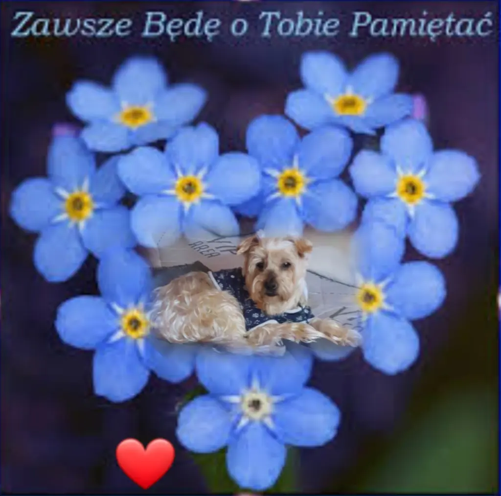 Condolence image of ⭐️❤️Gute Nacht Jackusiu❤️⭐️