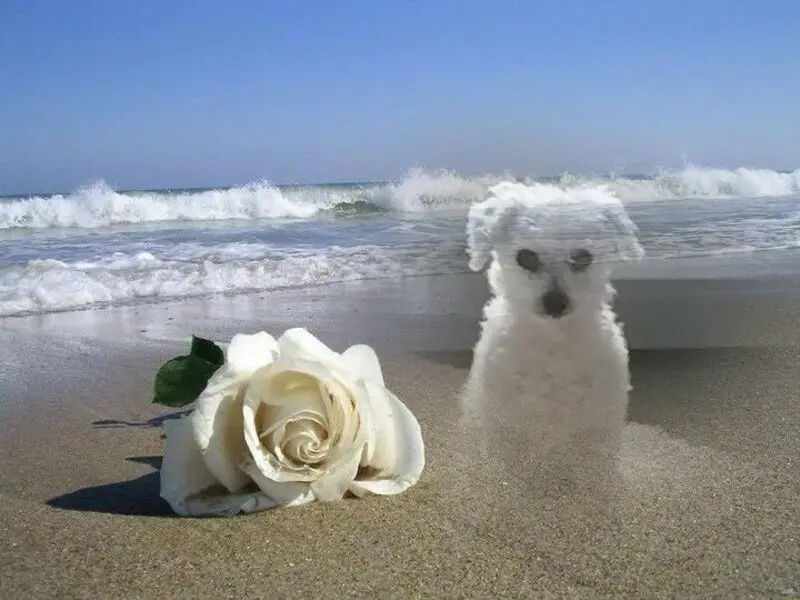 Condolence image of Gaby mit Snowy ❤️