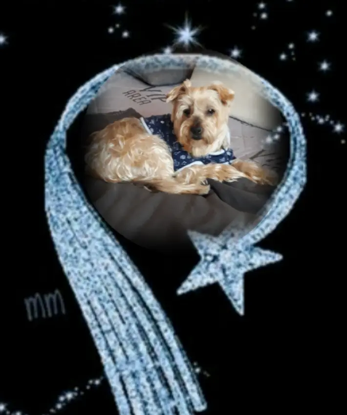 Condolence image of ⭐❤Gute Nacht Jackuś❤⭐