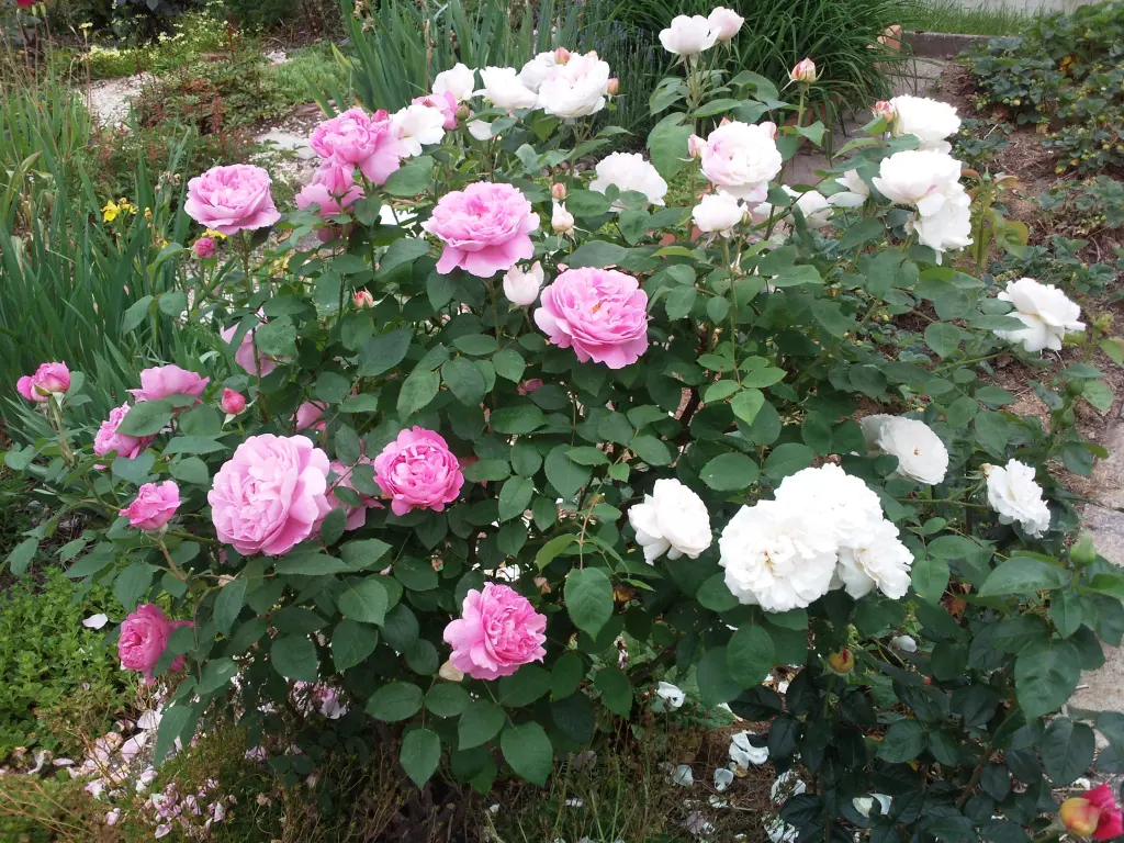 Condolence image of Manuela mit Seelenhund Flick