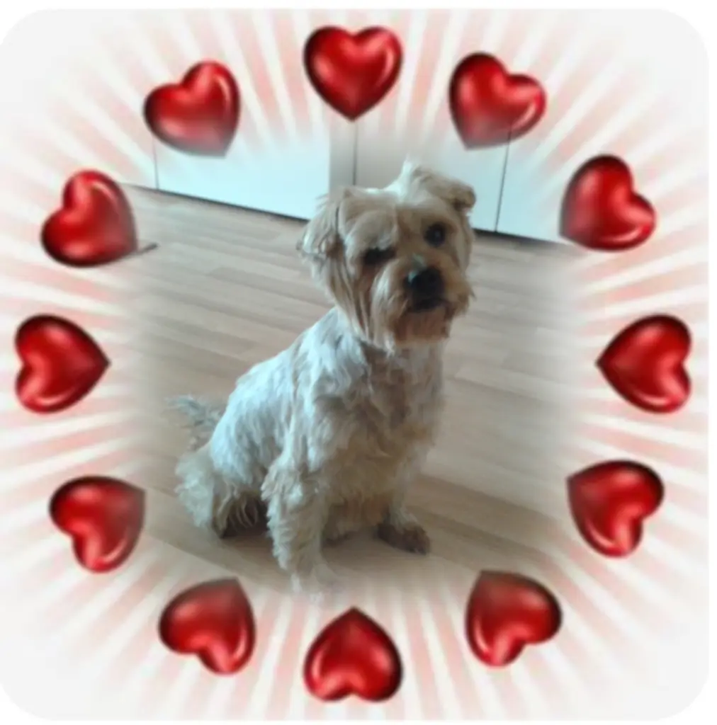 Condolence image of Sonntag...24 Wochen...ohne Dich❤ Jackuś❤...