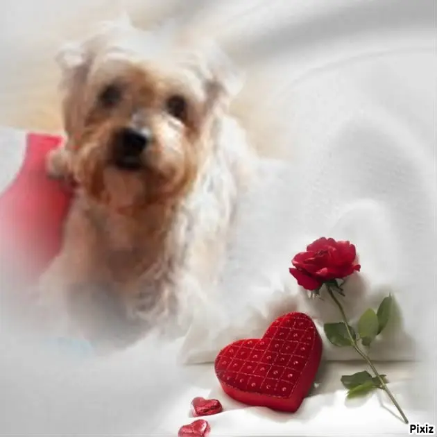 Condolence image of 24. Tygodnie....Bez Ciebie❤️⭐️Misieńku❤️⭐️