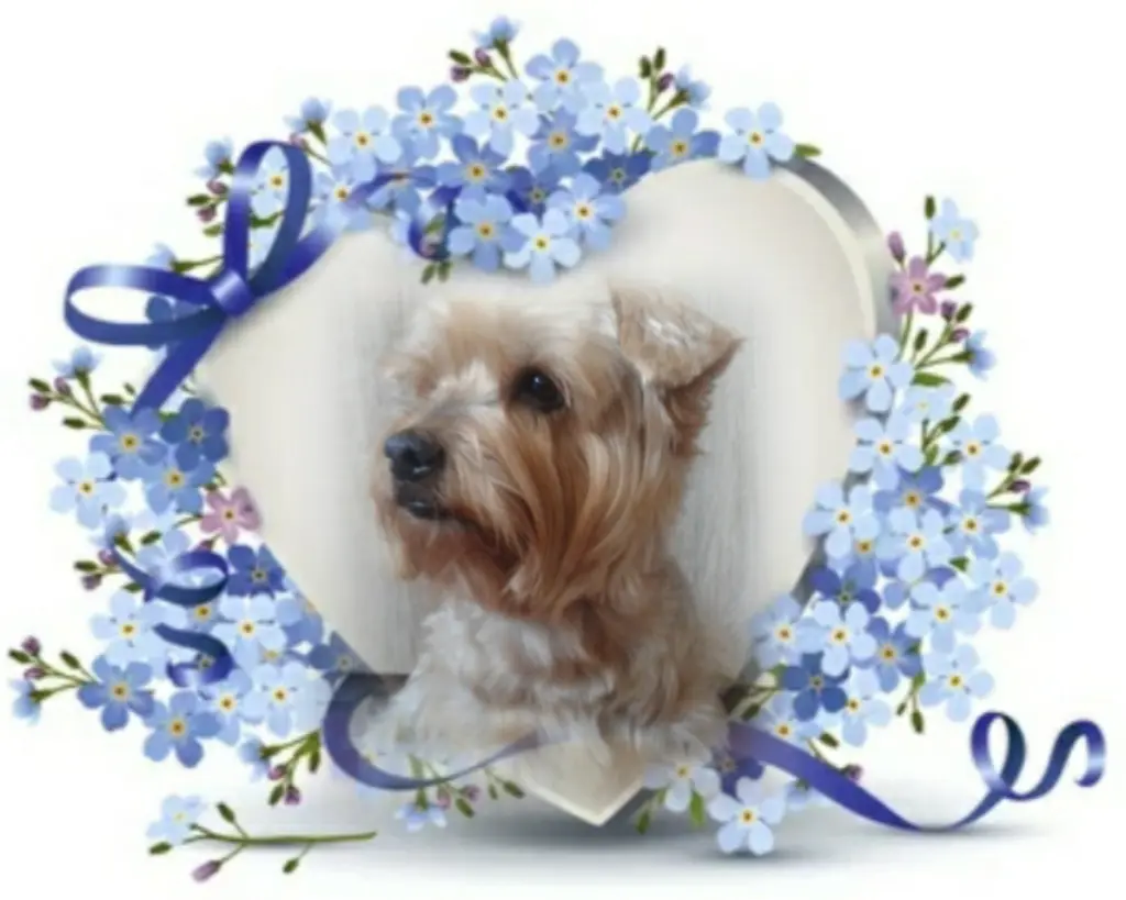 Condolence image of Ewa