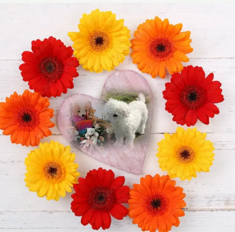 Condolence image of Gaby mit Snowy ❤️