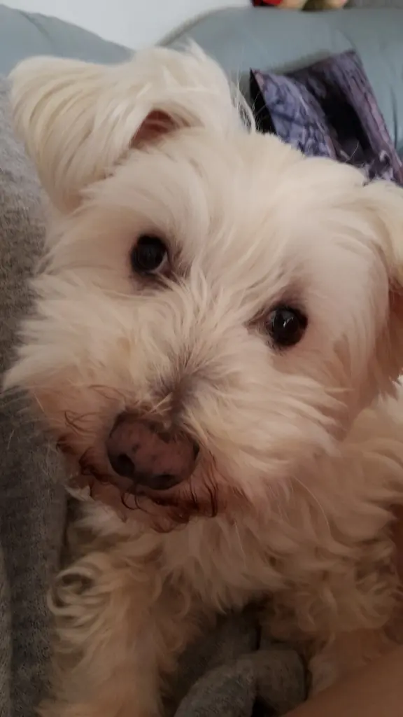 Condolence image of Martina mit Seelenhund Samy ♥️⭐♥️ für immer im Herzen 