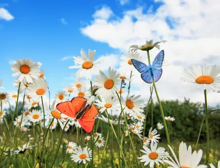 Condolence image of Gruß zum Wochenende