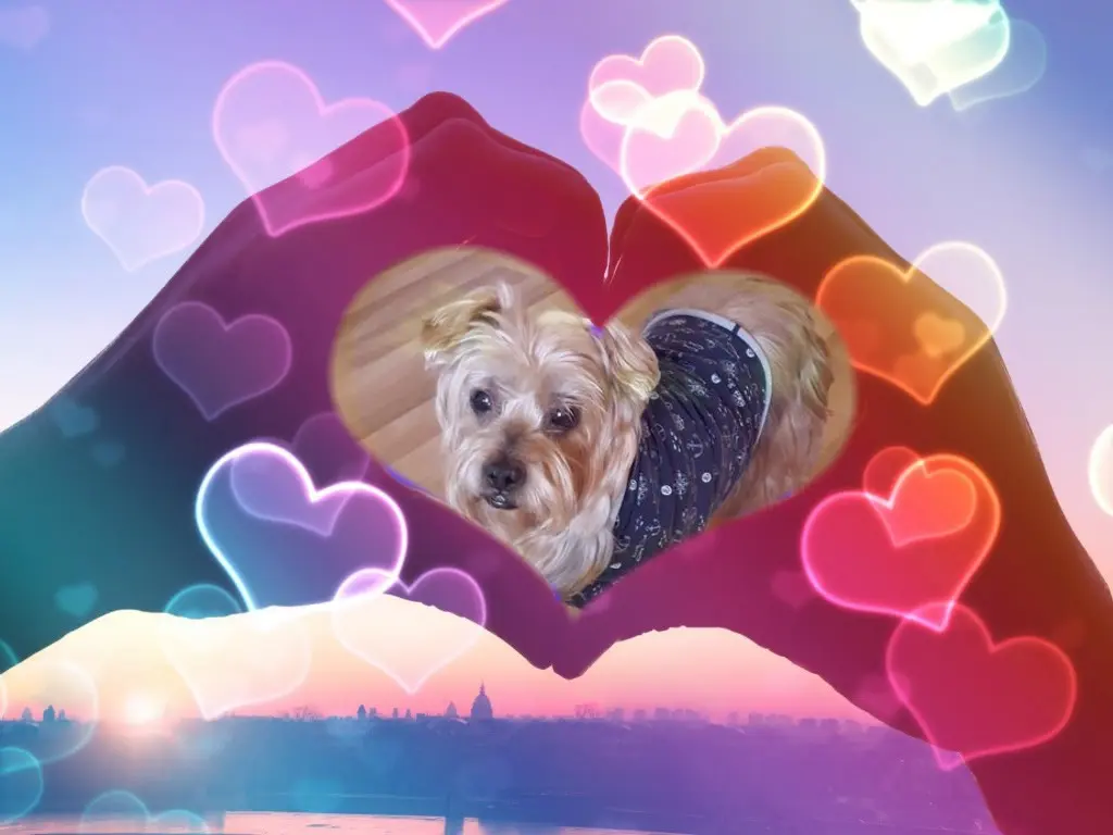 Condolence image of 25. Tygodni.... Bez Ciebie❤️⭐️Kochany❤️❤️❤️❤️❤️❤️❤️❤️❤️❤️Misieńku❤️❤️❤️⭐️