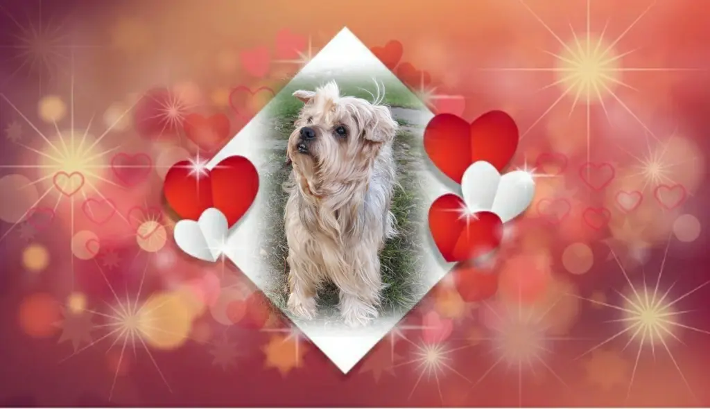 Condolence image of Sonntag...25 Wochen ohne Dich Jackusiu❤...