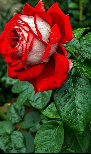 Condolence image of ❤️❤️❤️❤️❤️❤️❤️❤️❤️❤️❤️❤️