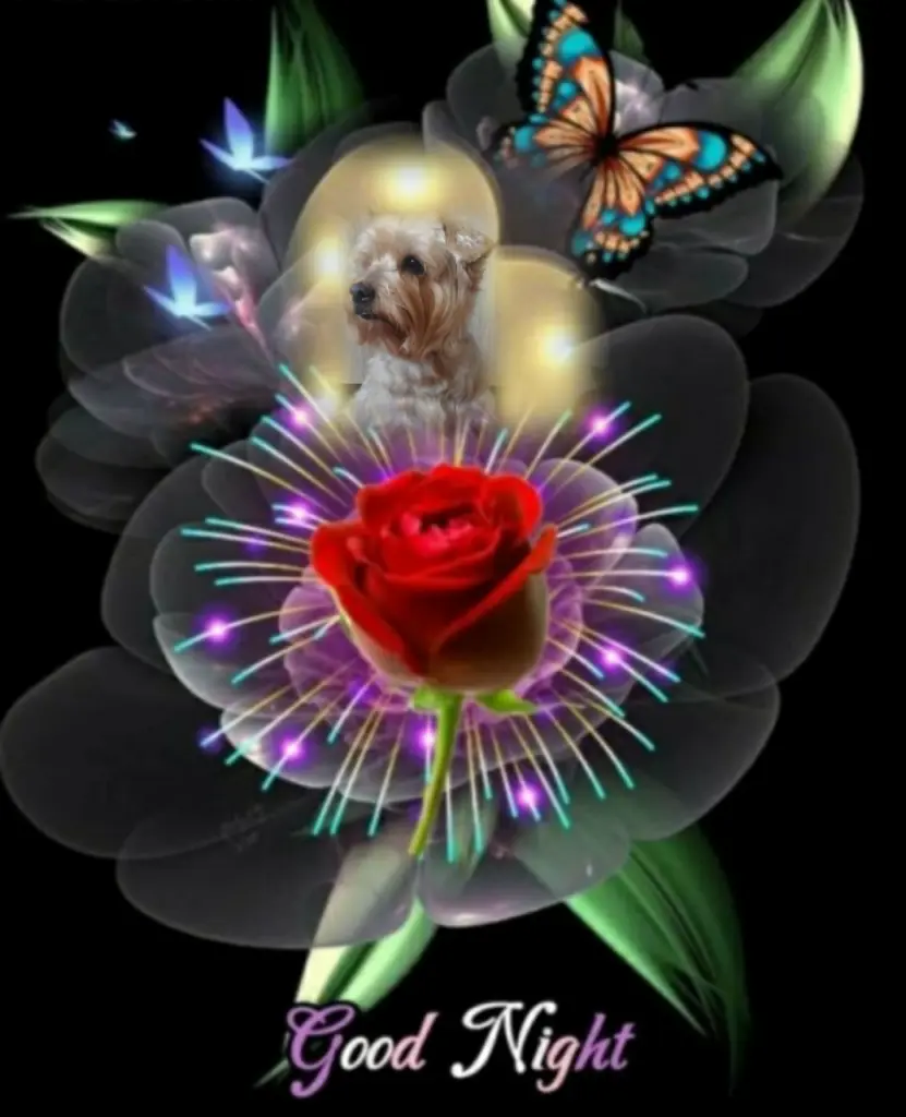 Condolence image of ⭐❤Gute Nacht Jackuś❤ ⭐