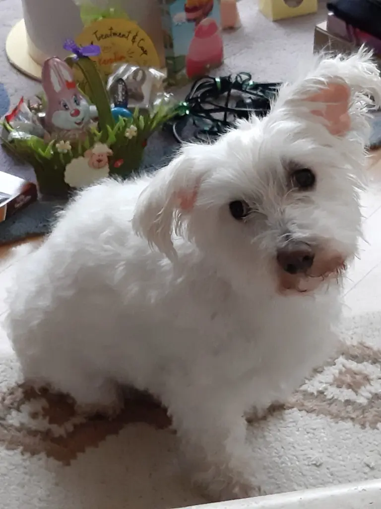 Condolence image of Martina mit Seelenhund Samy ♥️⭐♥️ für immer im Herzen 