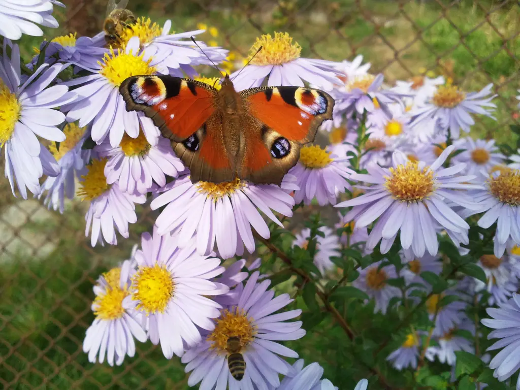 Condolence image of Manuela mit Seelenhund Flick