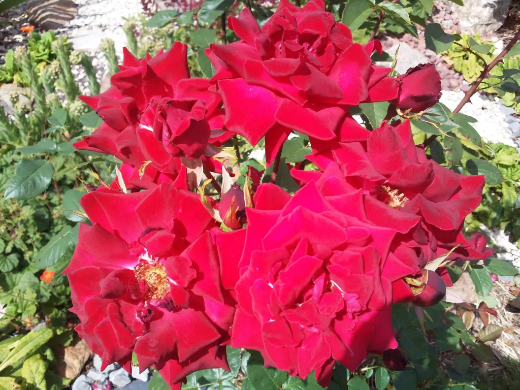 Condolence image of Manuela mit Seelenhund Flick