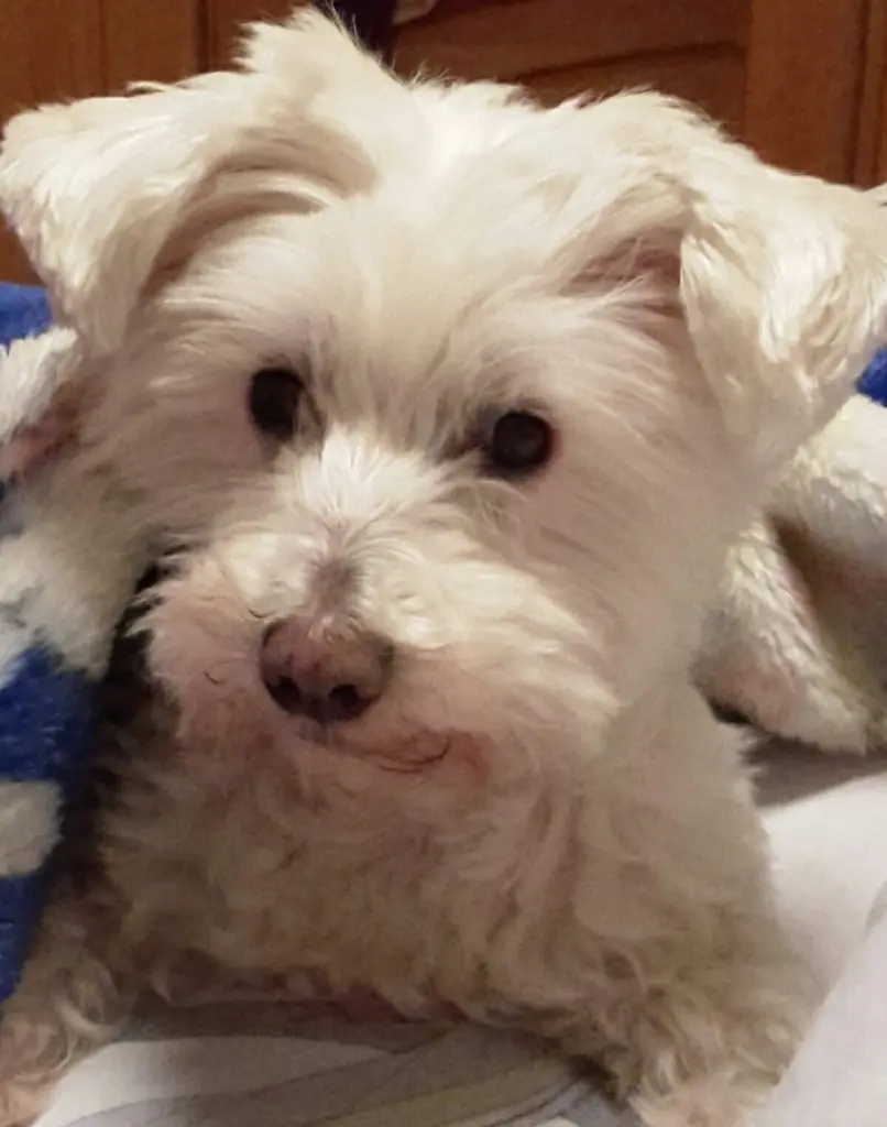 Condolence image of Martina mit Seelenhund Samy ♥️⭐♥️ für immer im Herzen