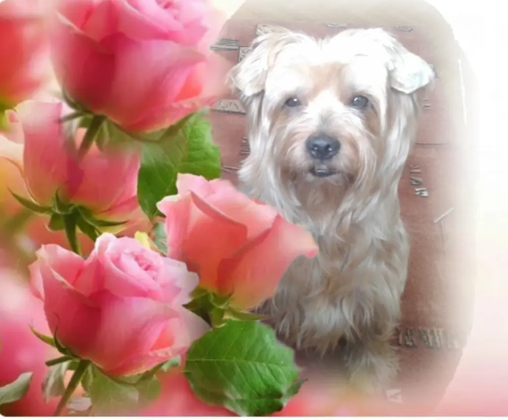 Condolence image of Sonntag...6 Monate ohne Dich Jackuś❤...