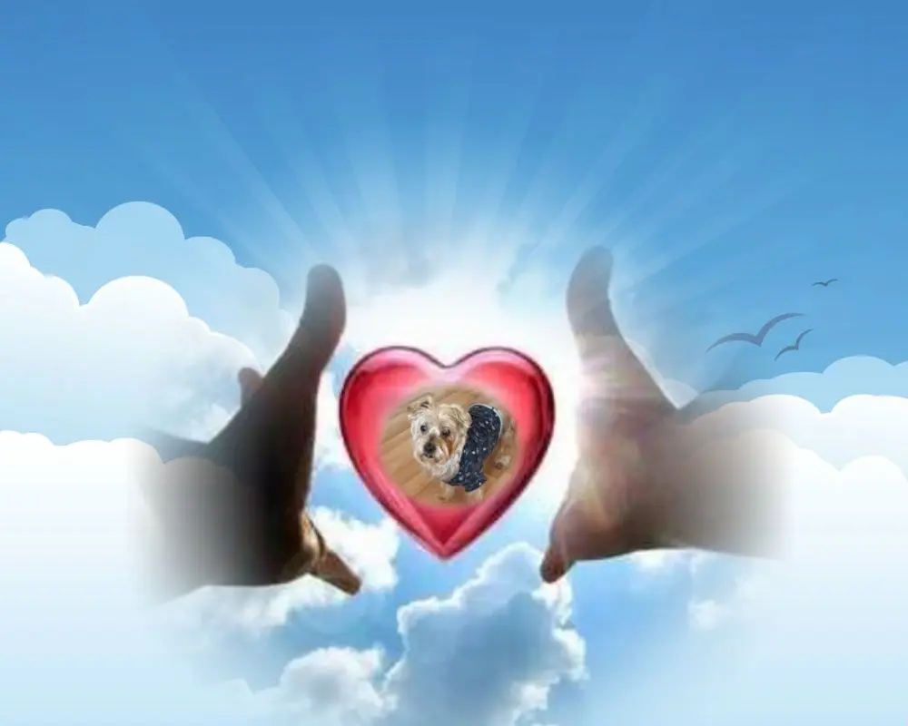 Condolence image of 6.Miesięcy⭐️⭐️⭐️⭐️⭐️⭐️bez Ciebie❤️⭐️Jackusiu❤️⭐️