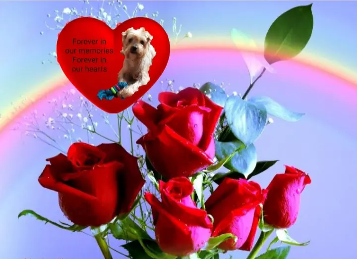 Condolence image of ⭐❤Gute Nacht Jackuś❤⭐