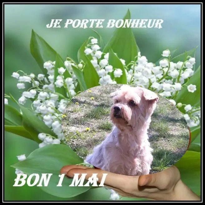 Condolence image of 1Mai❤️