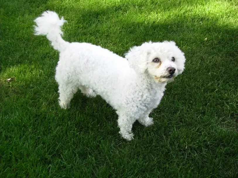 Condolence image of Gaby mit Snowy im Herzen 